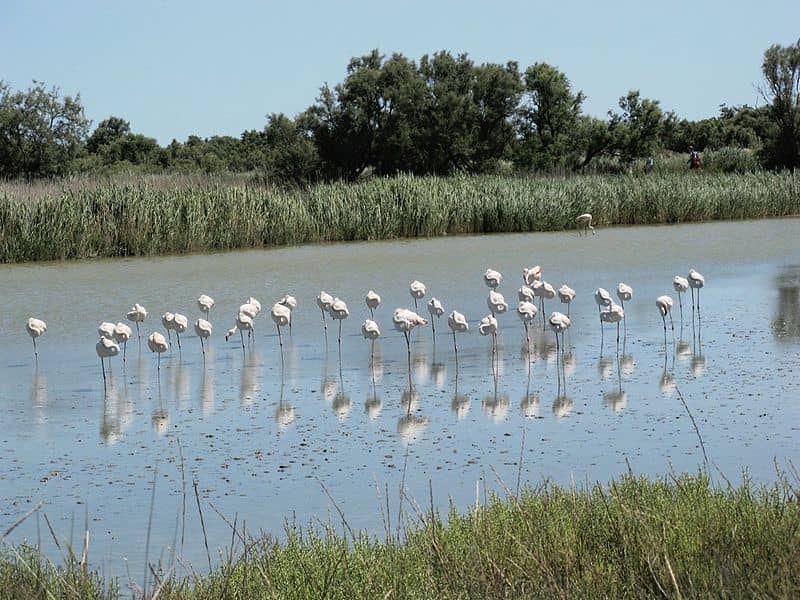 Camargue Nature Park