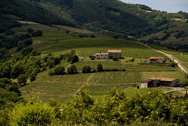 Beaujolais wine country