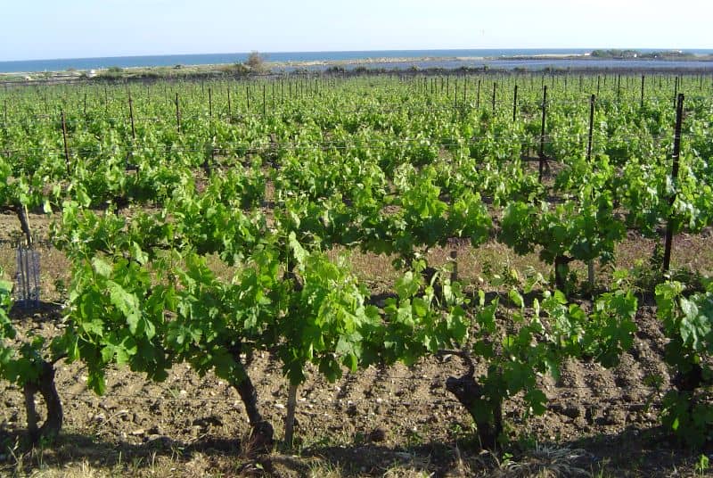 Languedoc-Roussillon vineyard