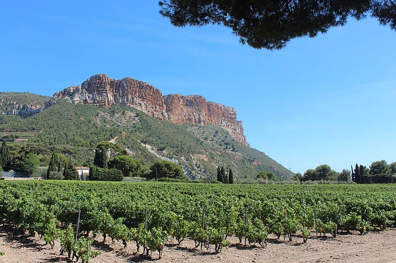 cassis vineyards