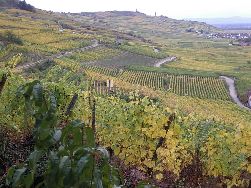 kaysersberg vineyards