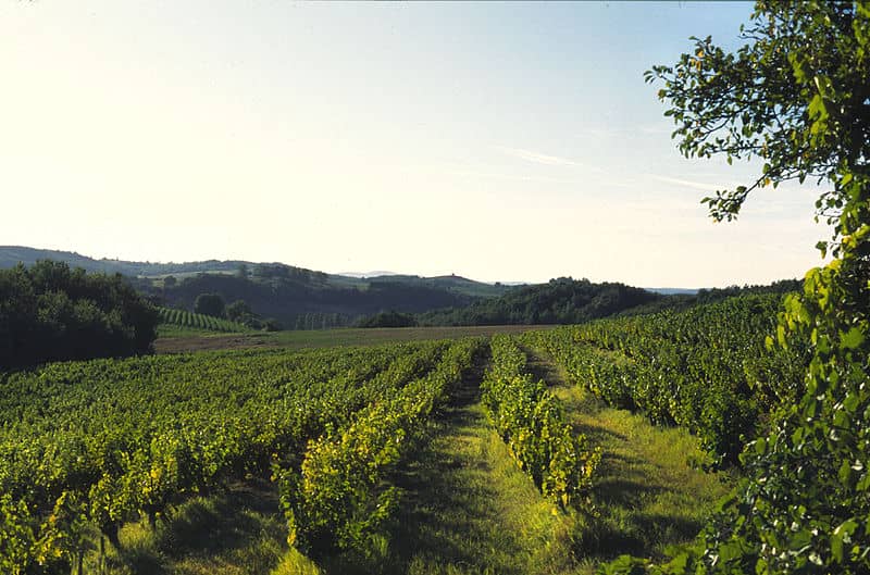 Gaillac vineyard