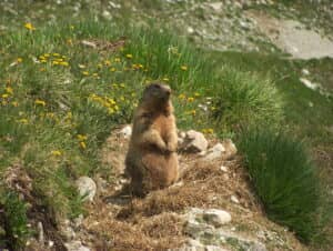 Alpine Marmot