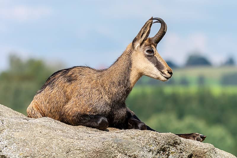 Chamois