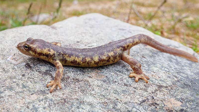 Corsican Brook Salamander