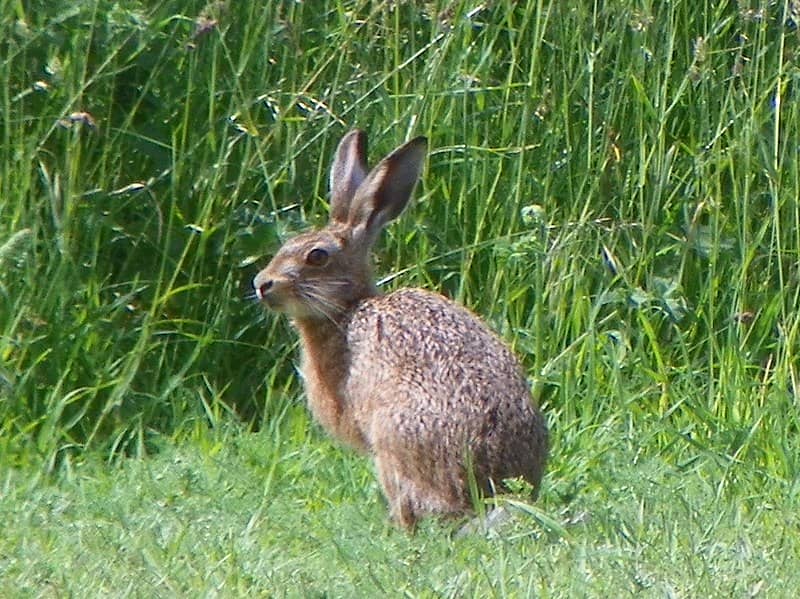 European Brown Hare