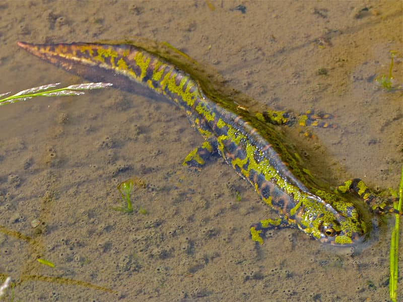 Marbled Newt