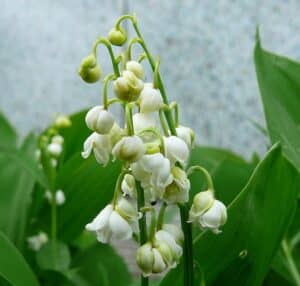 lily-of-the-valley