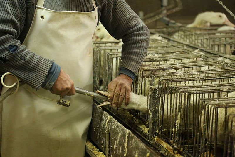  The process of force-feeding the birds used in producing foie gras