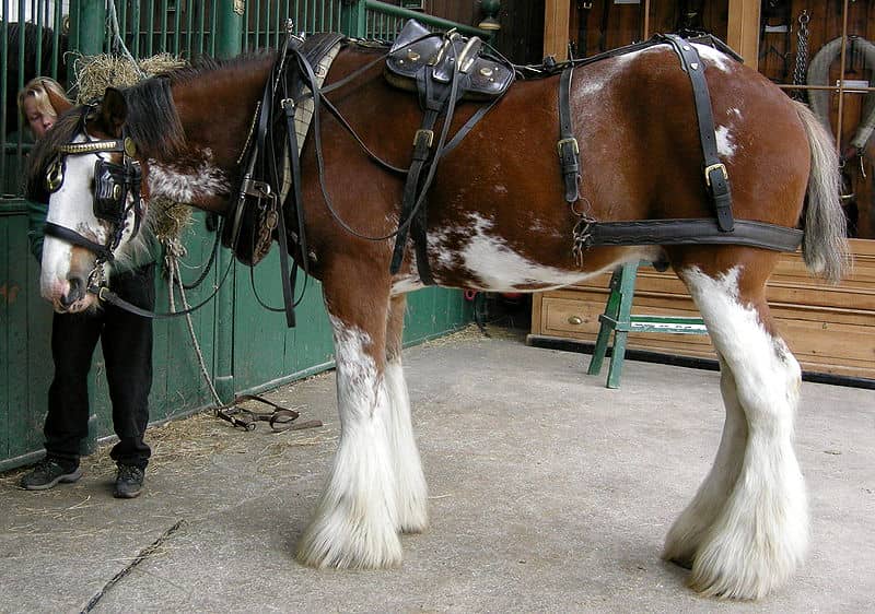 Saddles And Harness