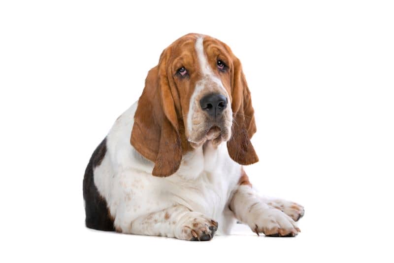 Basset Hound