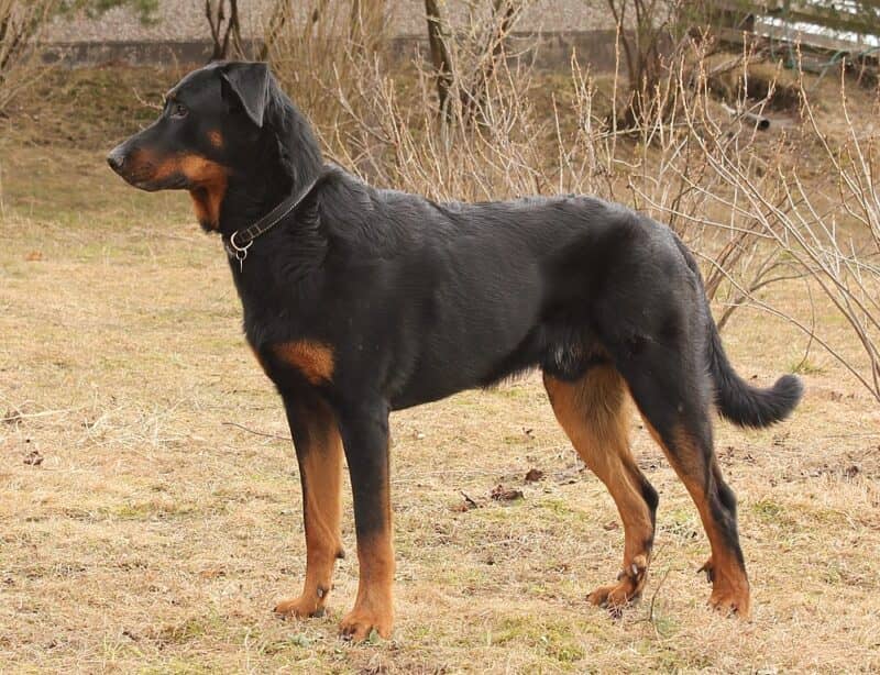 Beauceron