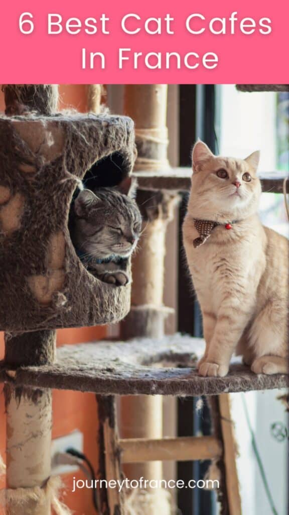 6 Best Cat Cafes 
In France