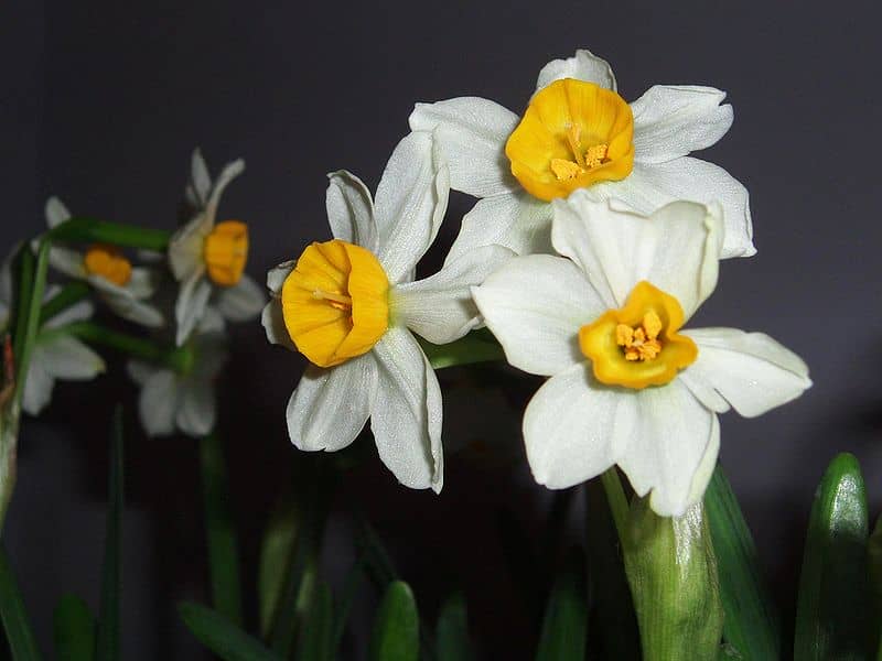 French Daffodil