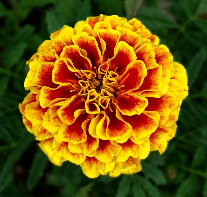 French Marigold