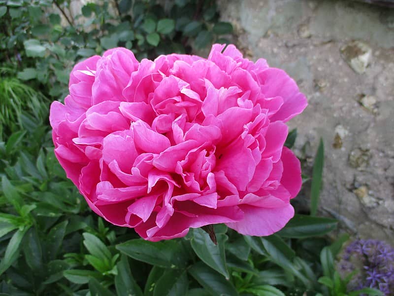 French Peony