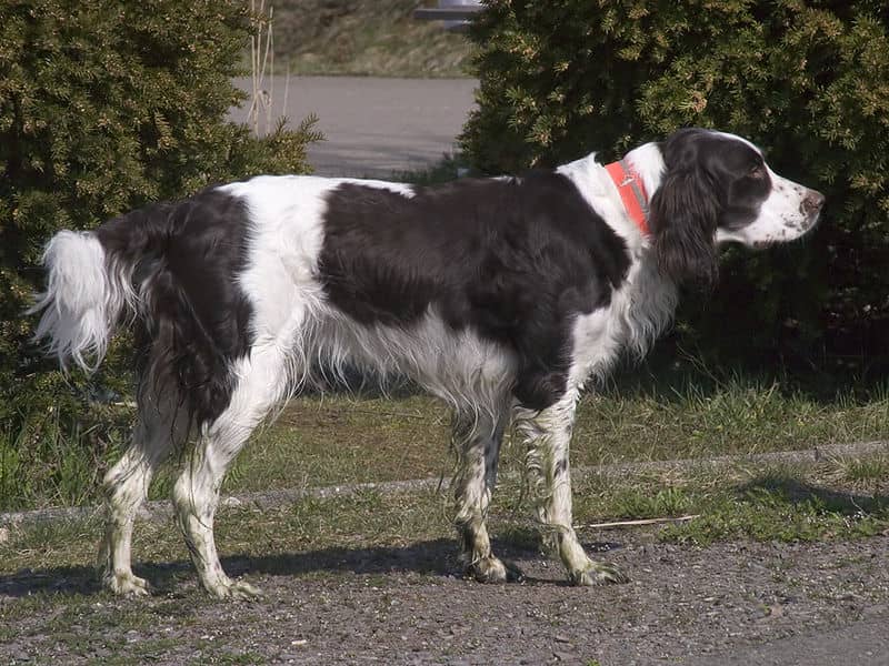 French Spaniel