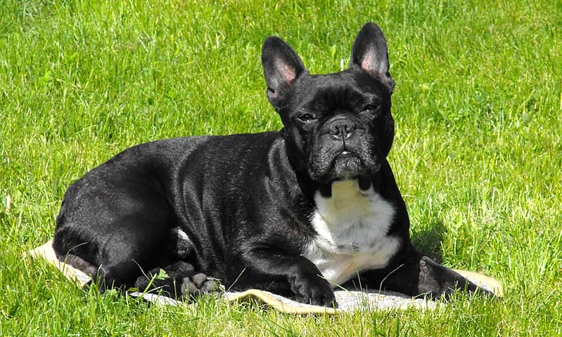 French bulldog