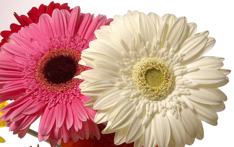 Gerberas