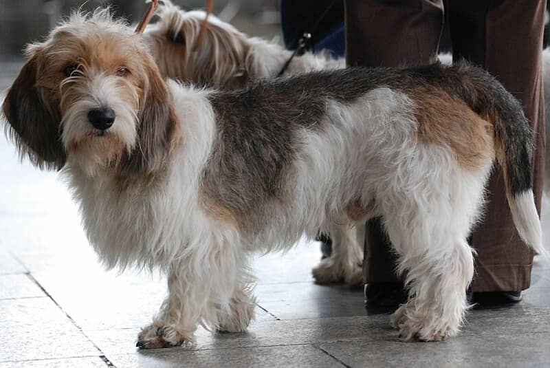 Grand Basset Griffon Vendéens