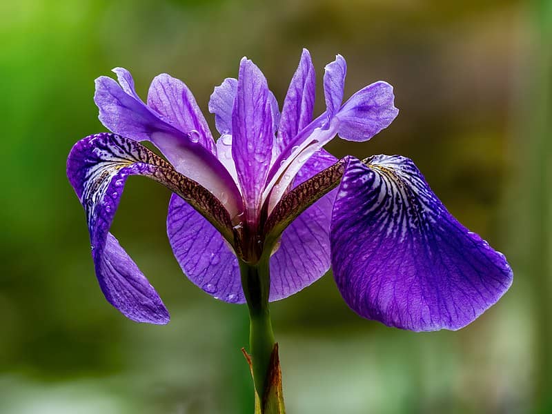 Iris