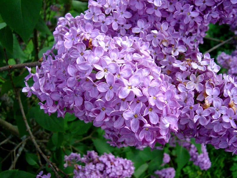 Lilac