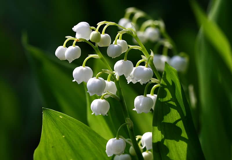 Lily-of-the-Valley