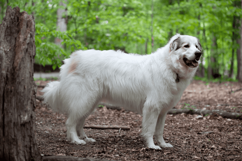 Pyrenean Mountain Dog