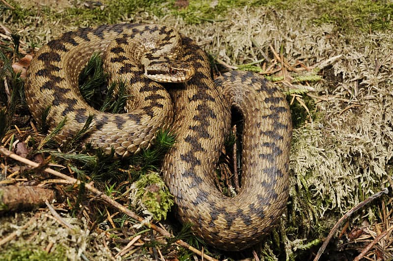 Adder 