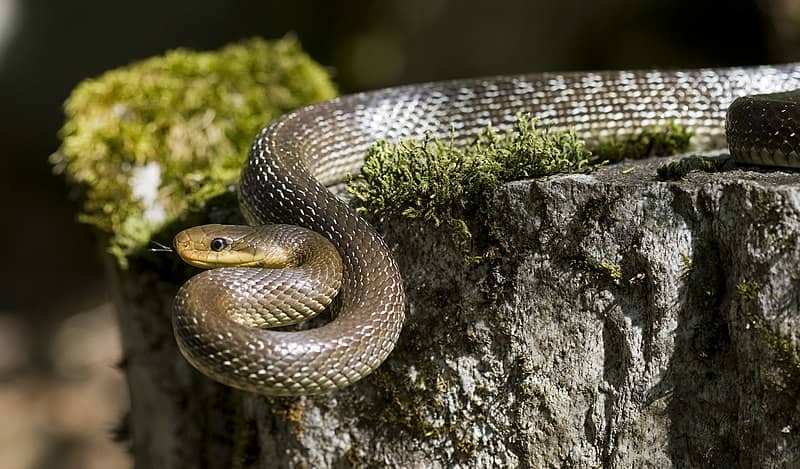 Aesculapian Snake