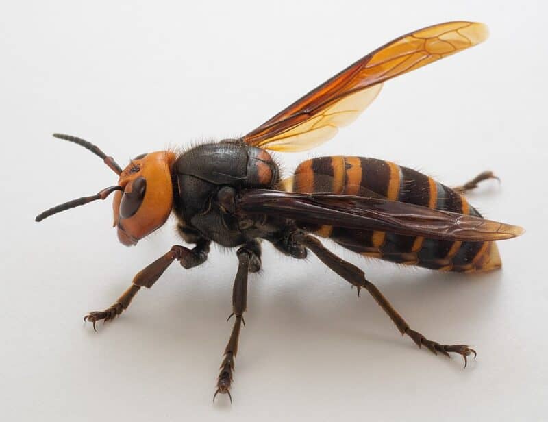 Asian Hornet