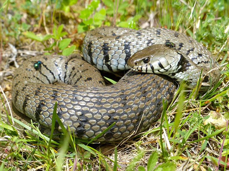 Barred Grass Snakes