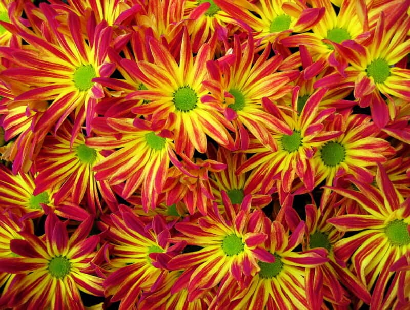 Chrysanthemums