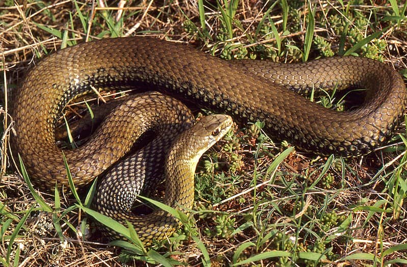 Montpellier Snake