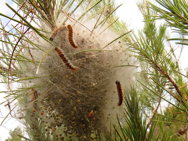 Pine Processionary Moth