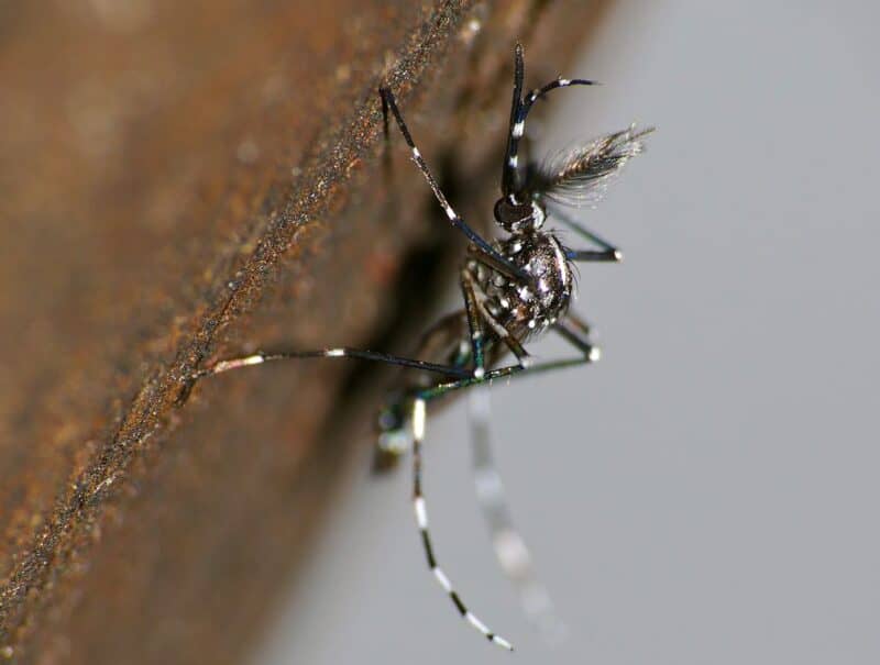 Tiger Mosquito