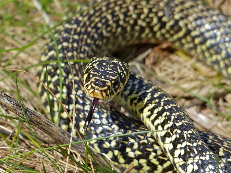 Western Whip Snake