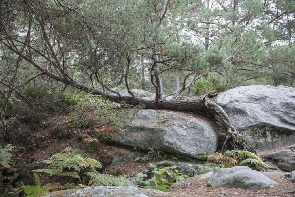 Fontainebleau Forest