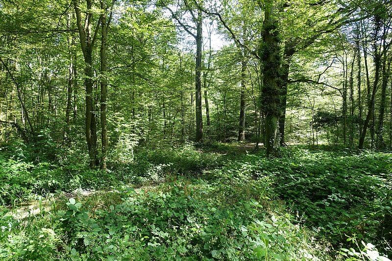 Forêt domaniale de Meudon