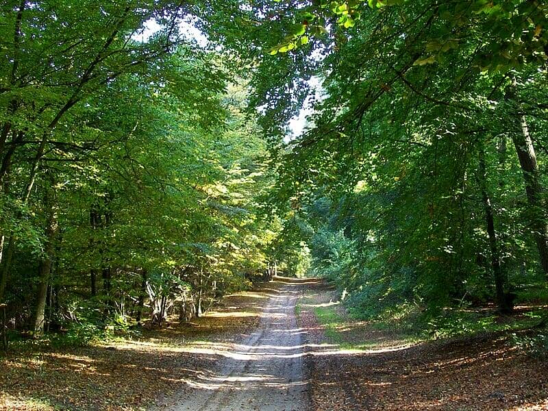 Forêt d’Halatte