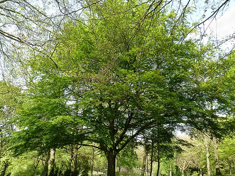 Beech (Fagus sylvatica)