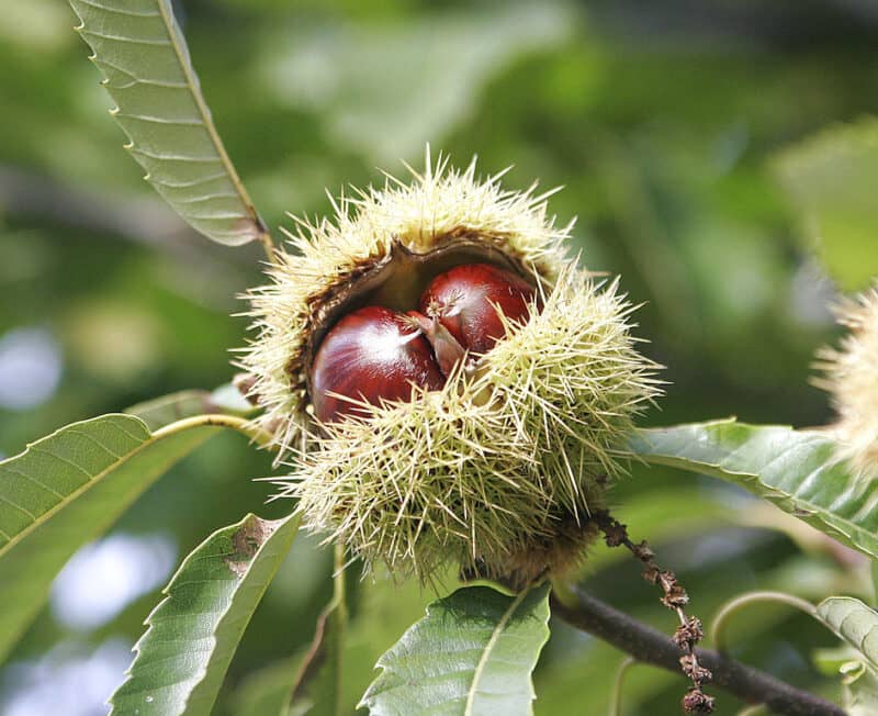 Chestnut (Castanea sativa)