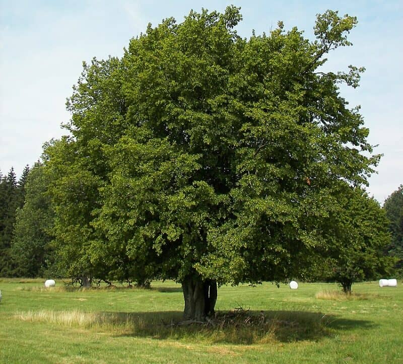 Hornbeam (Carpinus betulus)