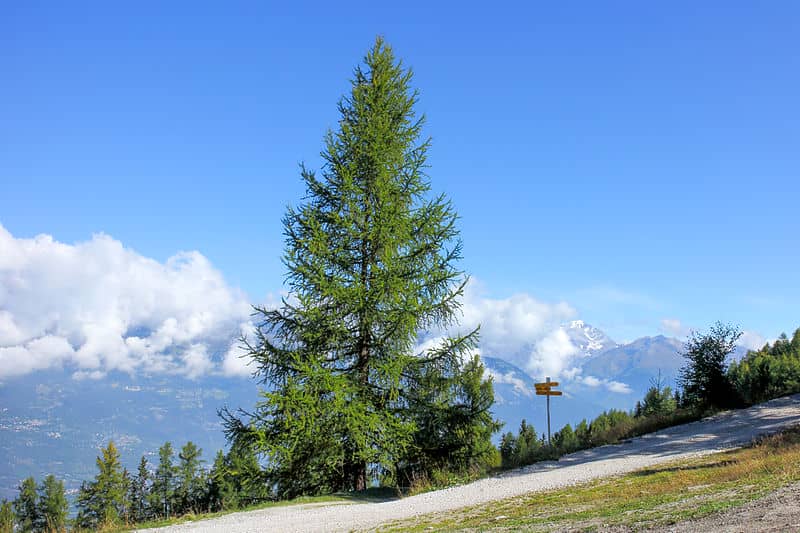 Larch (Larix decidua)