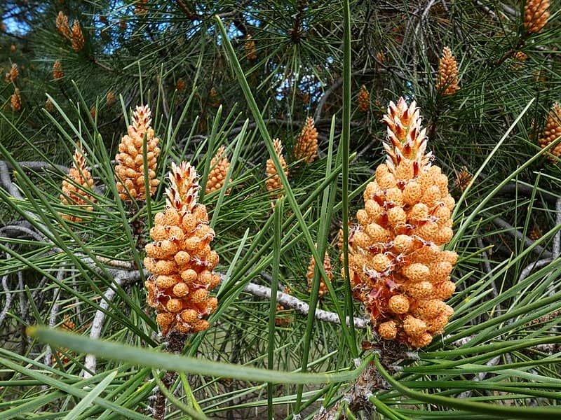 Pine (Pinus pinaster)