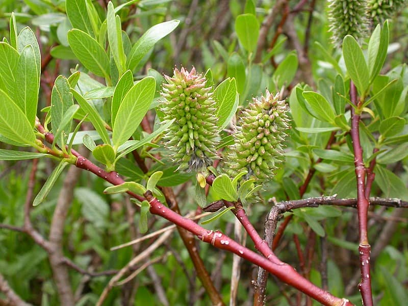 Willow (Salix)