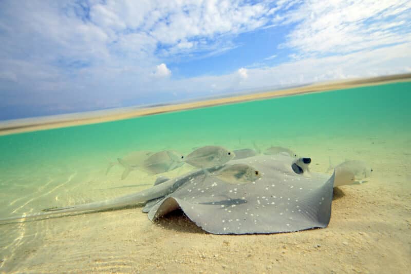 Stingrays