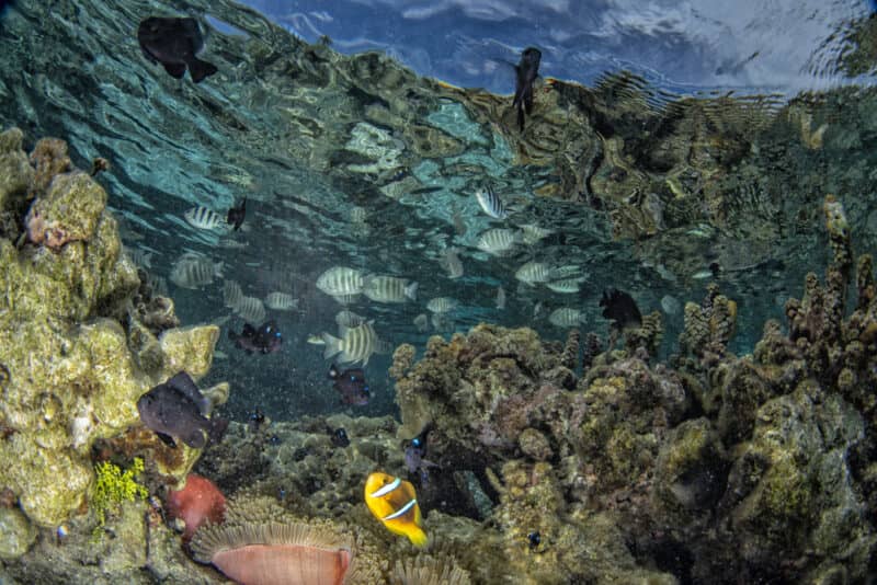 french polynesia turquoise water lagoon coral gardens