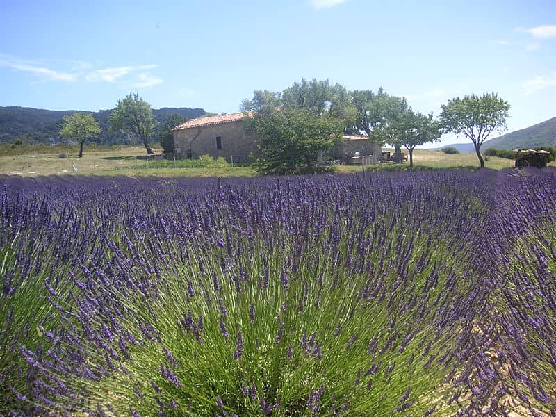 Lavender Field Provence France