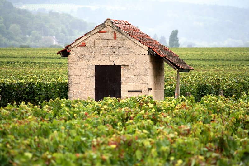 Vineyard in Burgundy